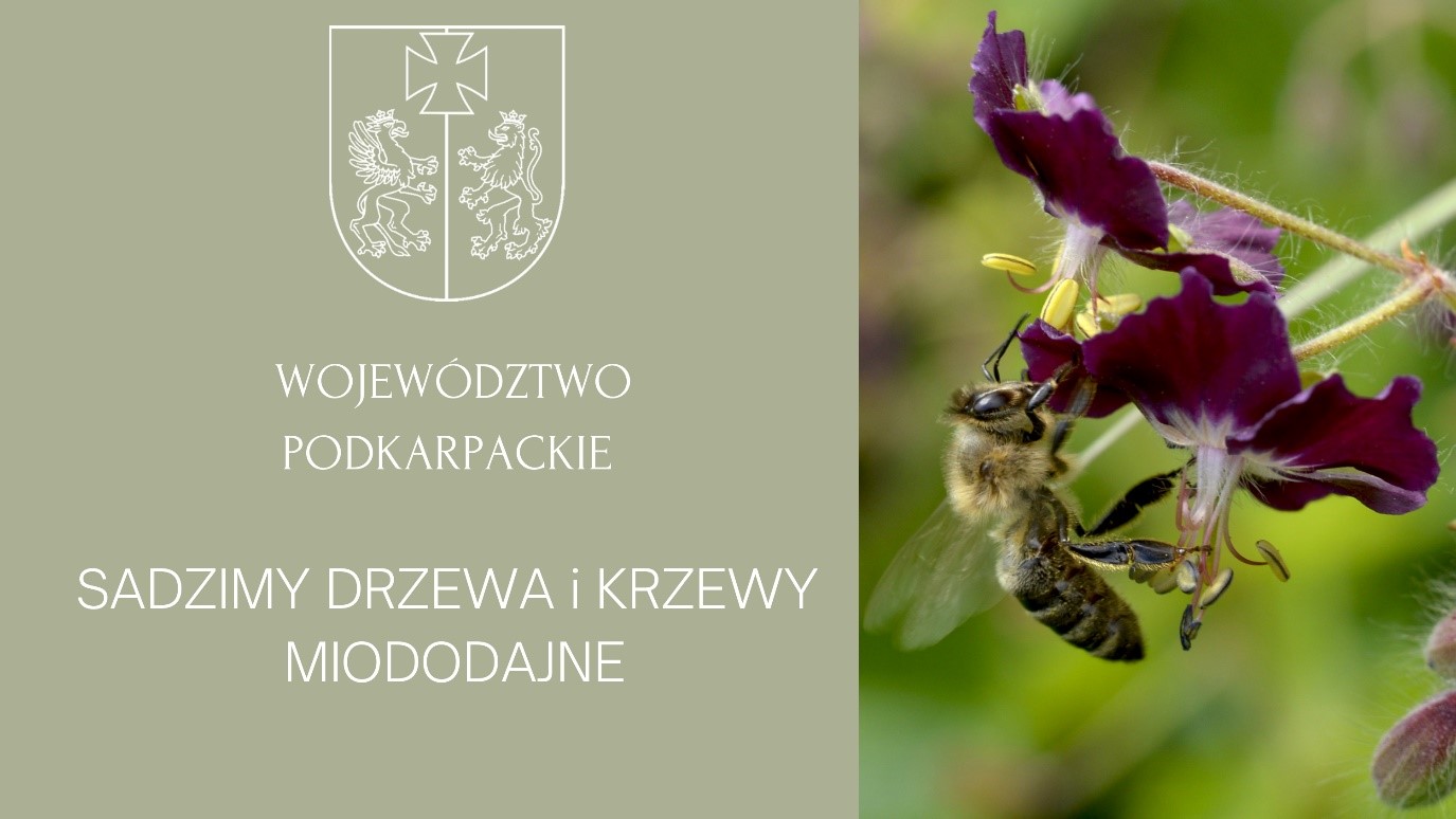 Akcja sadzenia drzew i krzewów miododajnych